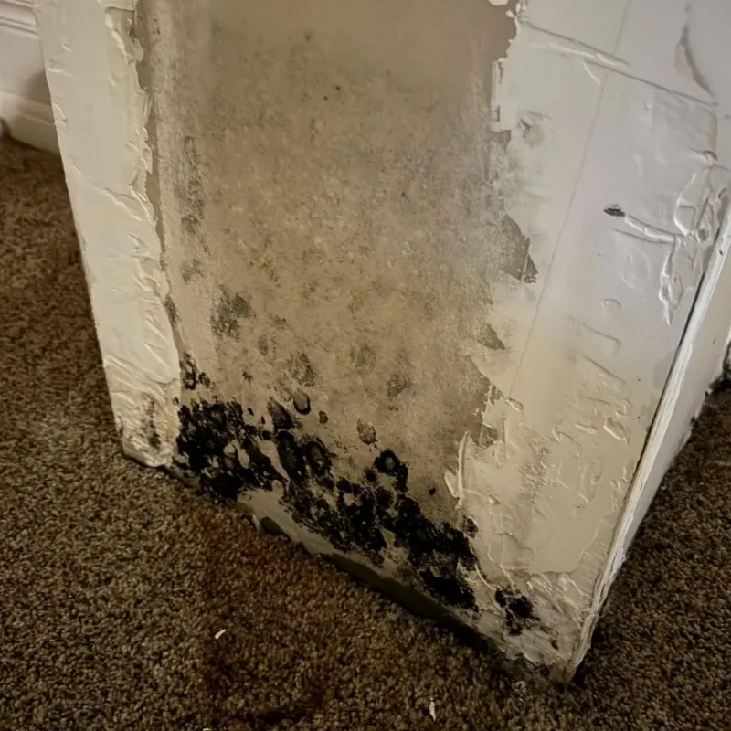 Professional Mold Removal in New Roads, LA